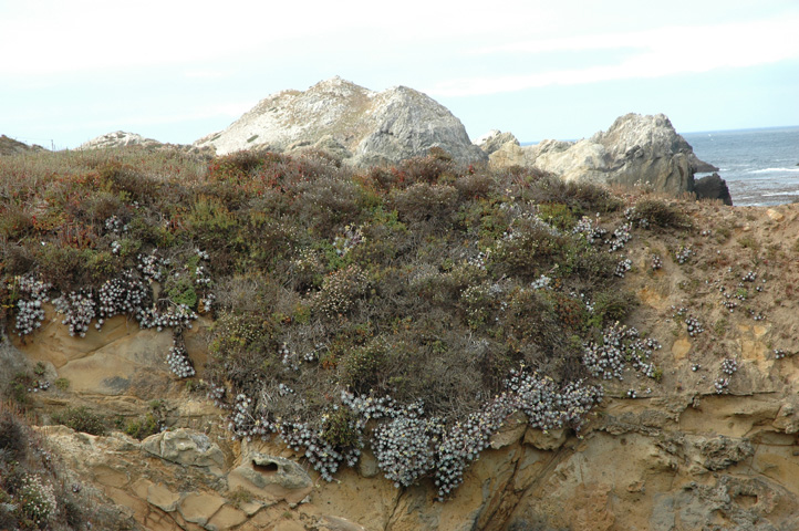 Point Lobos 016.jpg